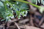 Butler's sandparsley